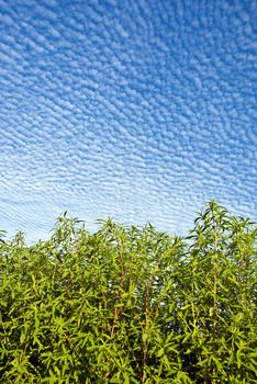 Blue sky   white clouds and green grass