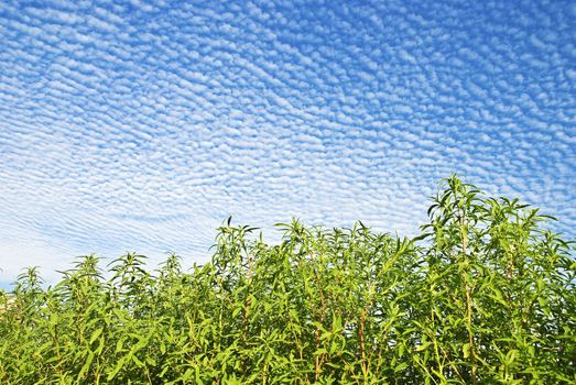 Blue sky   white clouds and green grass