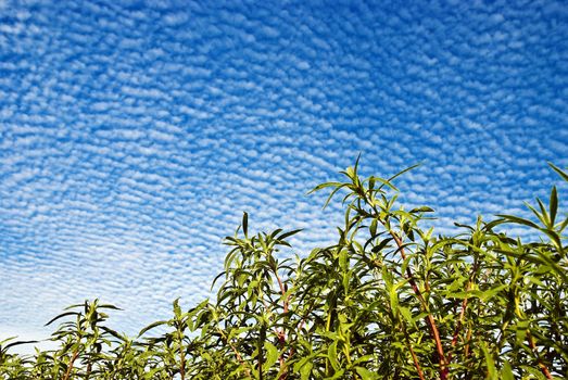 Blue sky   white clouds and green grass