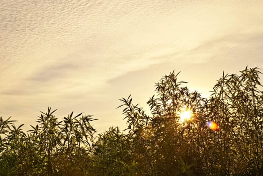 Meadow on the outskirts of the setting sun