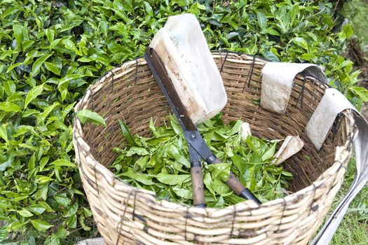 Image of tea leaf cutter and basket used for harvesting tea leaves.