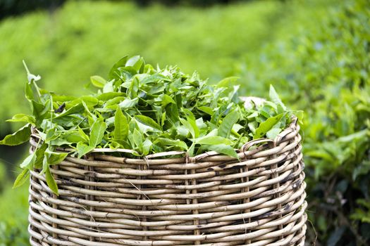 Image of a tea leaf basket used for harvesting tea leaves.