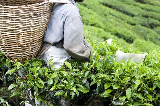 Image of a plantation worker harvesting tea leaves.