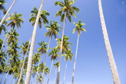 Image of coconut trees on a remote Malaysian tropical island.