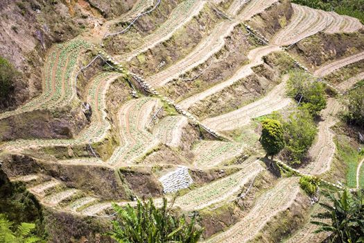 Image of a vegetable farm terrace in Malaysia.