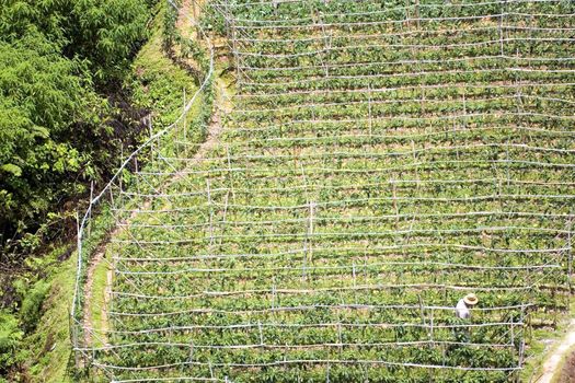 Image of a vegetable farm in Malaysia.