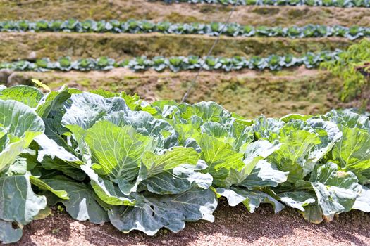 Image of a cabbage farm in Malaysia.