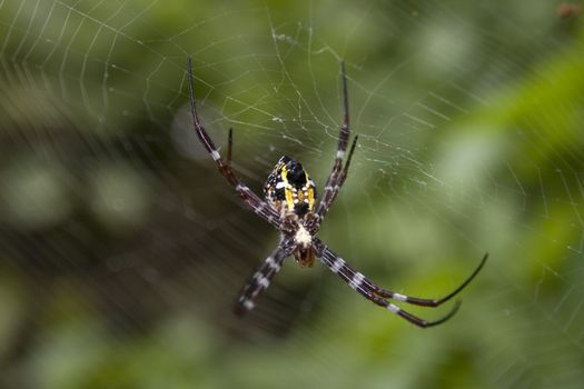 Spider on spiderweb with green background. Macro close-up.