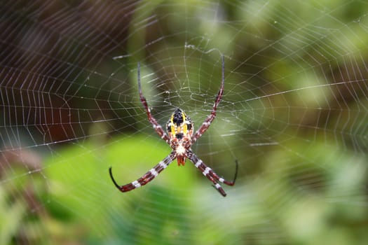 Spider on spiderweb with green background. Macro close-up.