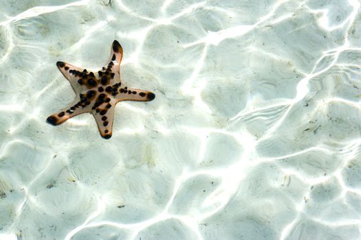 Image of a live starfish underwater.