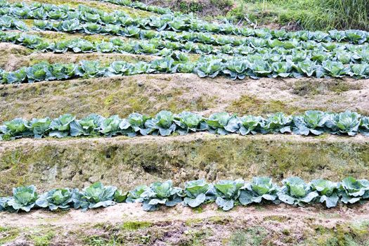 Image of a cabbage farm in Malaysia.