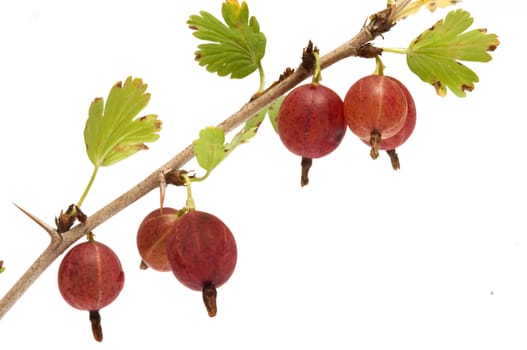 Gooseberries on a branch close-up isolated on a white background.