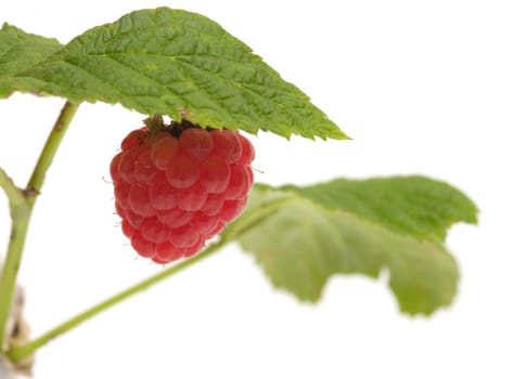 Raspberries on a branch close-up isolated on a white background.