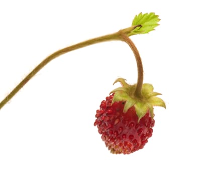 Wild strawberry on a branch a close up it is isolated on a white background.