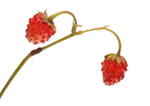 Two wild strawberries on a branch a close up it is isolated on a white background.