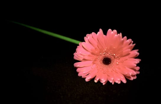 Background with pink gerbera flower
