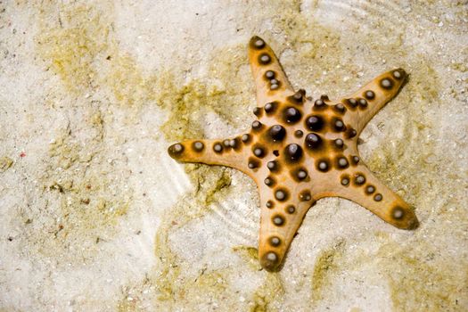 Image of a live starfish stranded on sand.