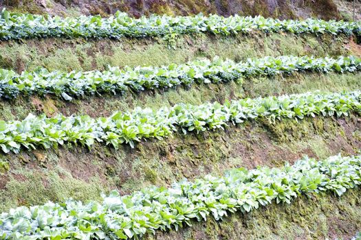 Image of terraced cabbage farming in Malaysia.