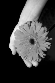 Flower of gerbera in hand against dark background