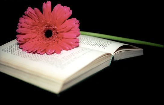 Pink gerbera on the open book