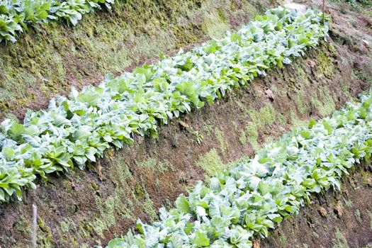 Image of a terraced cabbage farm in Malaysia.