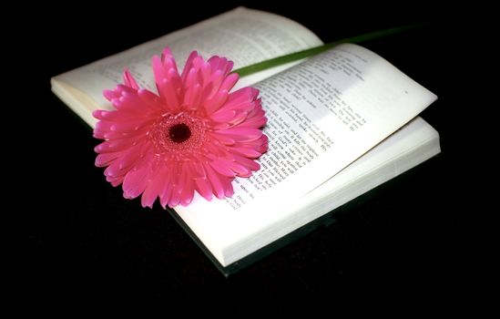 Pink flower and book on black background