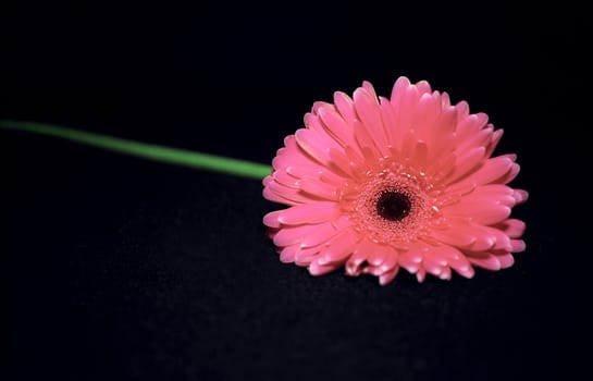 Pink gerbera flower on black background