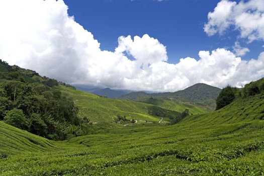 Image of a highland tea plantation.