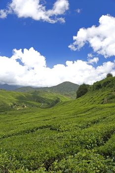 Image of a highland tea plantation.