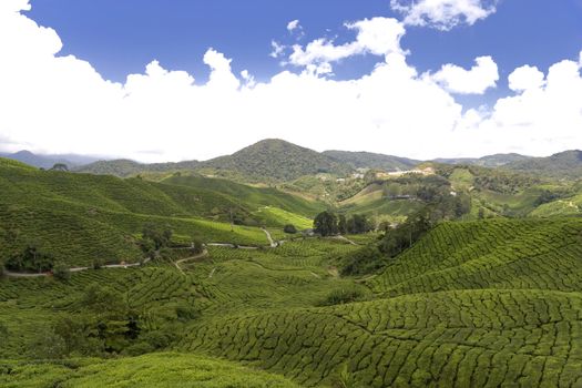 Image of a highland tea plantation.