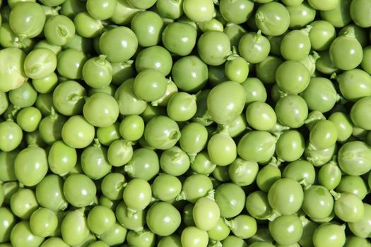 Freshly shelled, mixed sized green peas. healthy vegetables.