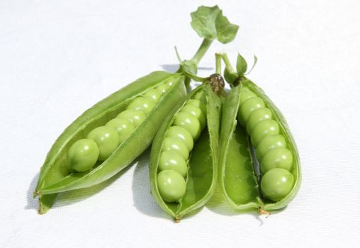 Pea pods open revealling fresh young green garden peas.