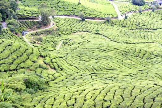 Image of a highland tea plantation.