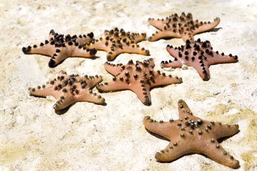 Image of a live starfish stranded on sand.