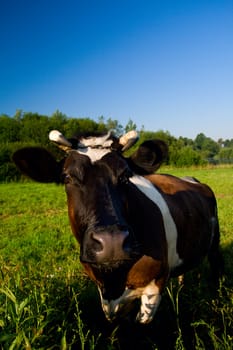cow at green pasture, on blue sky