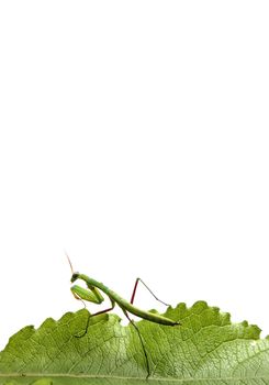 A green praying mantis stands on a green leaf.