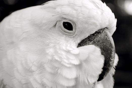 Macro shot of a white parrots face.