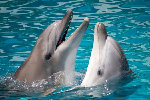 pair of dolphins, swimming in water