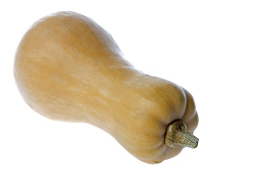 Isolated image of an Australian butternut pumpkin.