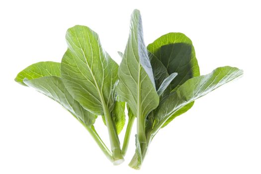 Isolated image of fresh mustard.