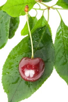 sweet cherry on leaves, isolated on white