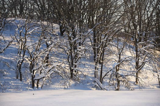 Barren snow covered trees in winter.