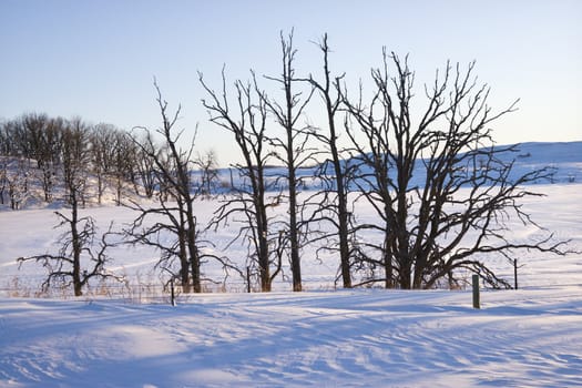 Leafless snow covered trees in winter.