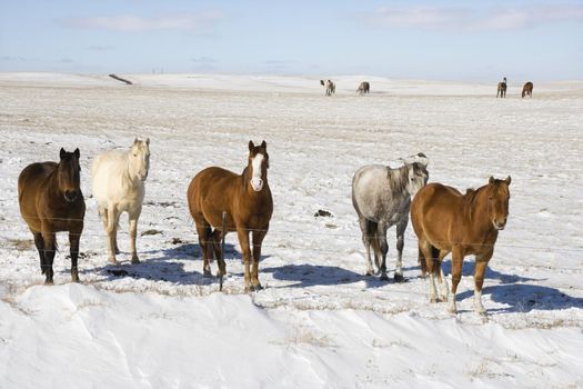 Horses in snowy pasture.