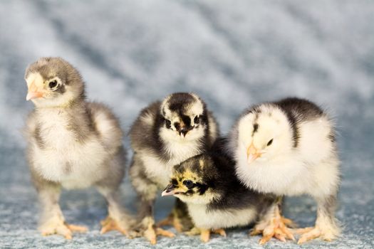 Adorable Brahma chickens of five days old together