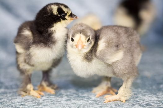 Cute young chicks of brahma chicken