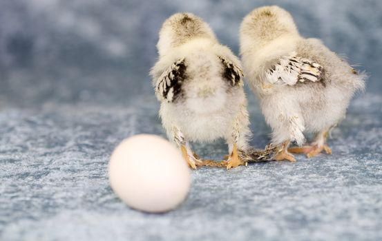 Two baby chicks looking in the wrong direction