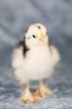 Cute and adorable brahma chicken of five days old