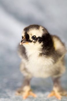 Cute little brahma chicken about five days old