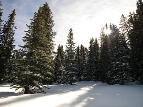 Snowy landscape with trees.